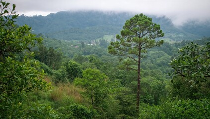 Lush Natural Area in Southeast Asia