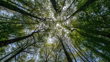 Fototapeta premium View from below of tall, beautiful trees with lush green leaves under a bright sky
