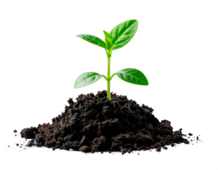 Young green plant sprouts from rich soil symbolizing growth new life and hope isolated on transparent background