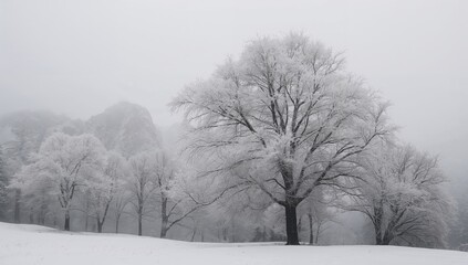 Fototapeta premium A tranquil scene of frost-covered trees enveloped in fog