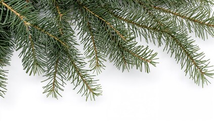 Isolated pine tree twigs on a white backdrop