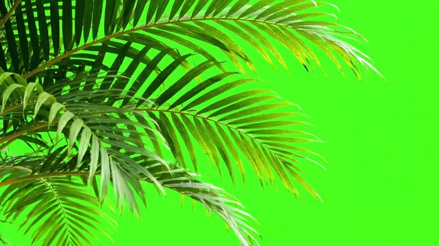Isolated Foliage VFX with palm tree branches on green screen distortion, overlay, glitch, static noise, scan lines black background, 4k animated video loop