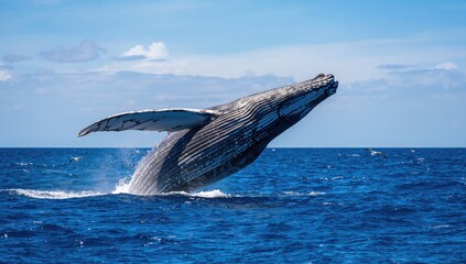 Fototapeta premium Humpback whale breaching in the Atlantic Ocean