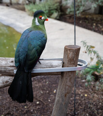 White-cheeked turaco perched on a wooden fence in a zoo