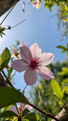 Delicate pink flower with dark red center blooms against a bright blue sky surrounded by green leaves and branches