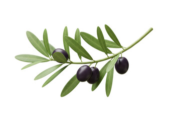 Isolated olive branch with ripe black olives and fresh green leaves healthy Mediterranean food ingredient natural plant