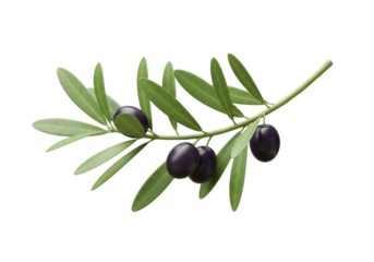 Isolated olive branch with ripe black olives and fresh green leaves healthy Mediterranean food ingredient natural plant