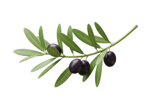 Isolated olive branch with ripe black olives and fresh green leaves healthy Mediterranean food ingredient natural plant