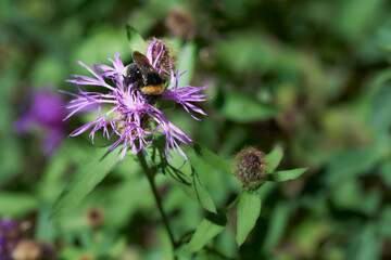 A bumblebee (Bombus) is pollinating a knapweed (Centaurea jacea) flower. The bumblebee, identifiable by its fuzzy black and yellow body, is perched on the vibrant purple petals of the knapweed