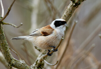 Eurasian Penduline Tit Bird On A Branch