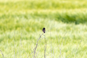 European Stonechat Male In Action In A Rapeseed Field
