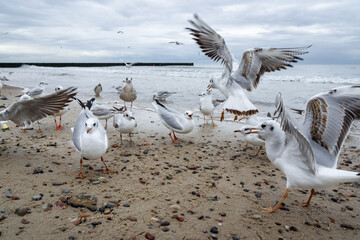 seagulls on the sandy shore fight