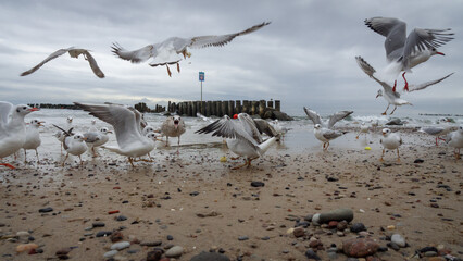 seagulls on the sandy shore fight