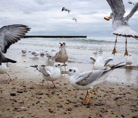 seagulls on the sandy shore fight
