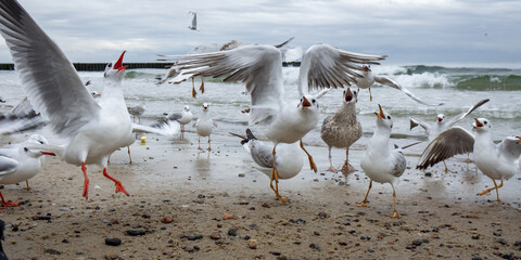 seagulls on the sandy shore fight