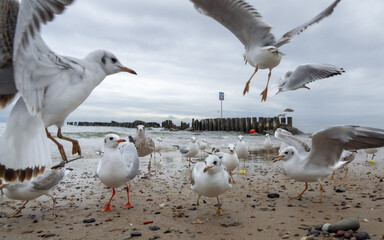 seagulls on the sandy shore fight