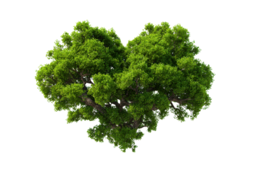 Lush green heart shaped tree canopy against black background leaves, Isolated On Transparent Background, Png Cut Out