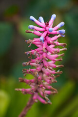 Matchstick bromeliad