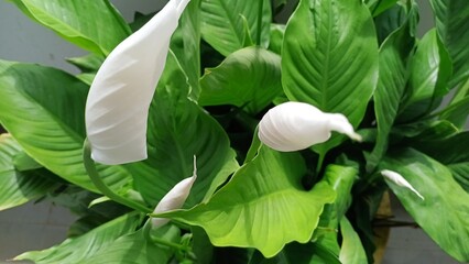 beautiful green leaves and white flowers from the garden