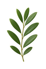 Naklejka premium Olive Branch Simplicity High quality Realistic image.