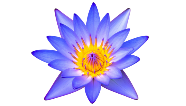 Vibrant blue and yellow water lily, isolated on black. Detailed petals, open bloom
