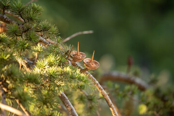 Close-up of a cedar tree branch showing two small, unique cedar cones with protruding stalks,...