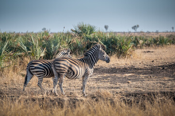 Naklejka premium A pair of Burchell's zebra standing alert and looking carefully before approaching the waterhole amongst the Lala palms