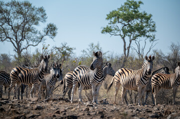 Burchell's zebra staring with curiosity at the camera as the herd passes over a rocky area. 