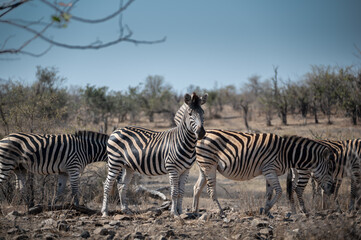 A Burchell's zebra herd pausing to look back as the herd crosses a rocky outcrop.