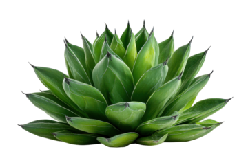 Green agave plant with sharp pointed leaves against a black background succulent, Isolated On Transparent Background, Png Cut Out