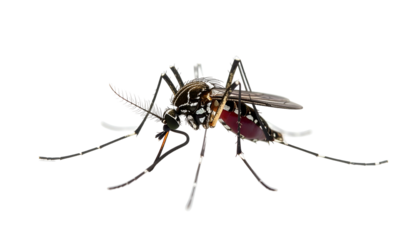 Macro of a striped mosquito, showing detail of its body and wings, isolated on black