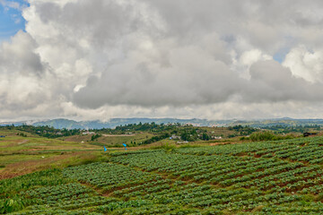 Cabbage fields in Meghalaya