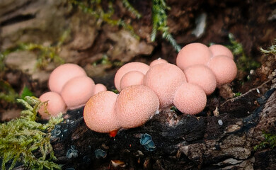 Fototapeta premium Close-up of pink slime mold (Lycogala epidendrum) forming small round fruiting bodies on a decaying log in the forest.