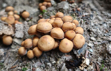 Close-up of tiny brown forest mushrooms growing together on a decomposing log covered in moss.
