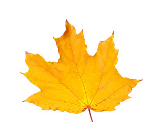 One dry maple leaf isolated on white. Autumn season