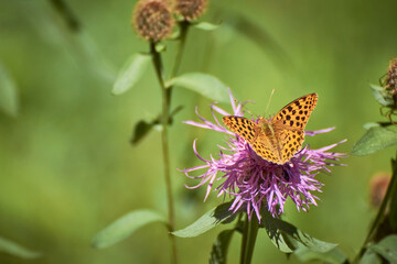 Queen of Spain fritillary (Issoria lathonia) butterfly perched on a purple knapweed flower (Centaurea jacea) with a green, blurred background