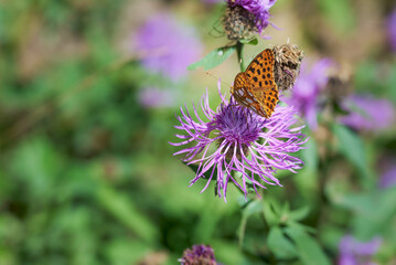 Queen of Spain fritillary (Issoria lathonia) butterfly perched on a purple knapweed flower (Centaurea jacea) with a green, blurred background