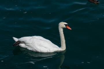 Schwan