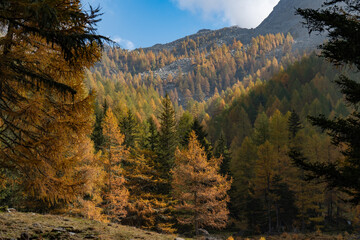 Herbst im Val Trevesina