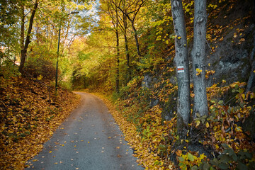Obraz premium asphalt road through autumn landscape and tourist sign