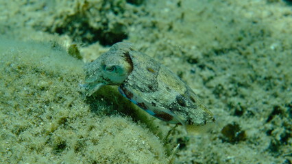 Common cuttlefish or European common cuttlefish (Sepia officinalis) undersea, Aegean Sea, Greece, Halkidiki, Pirgos beach