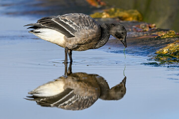 Dark bellied Brent Goose feeding in a tidal pool