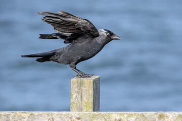 Jackdaw an adult bird landing on a fence post