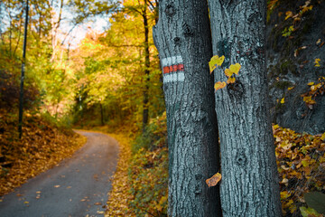 asphalt road through autumn landscape and tourist sign