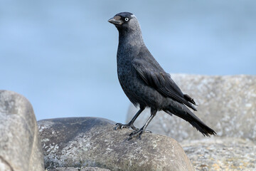 Jackdaw adult standing on an old stone wall