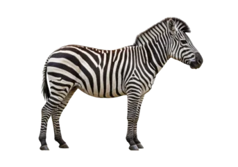 Fotobehang Zebra Striking zebra standing isolated PNG, majestic African wildlife with bold black and white stripes on transparent background  © PICSPRO