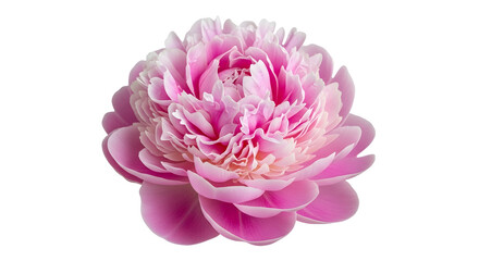 Pink Peony Flower Isolated on White Background image