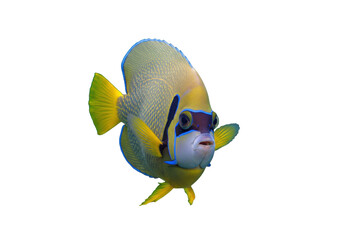 Queen Angelfish isolated PNG, vibrant marine life with yellow and blue colors on transparent background, tropical fish for design projects © PICSPRO