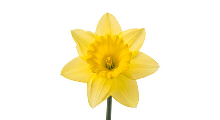 Single Yellow Daffodil Flower Isolated on White spring
