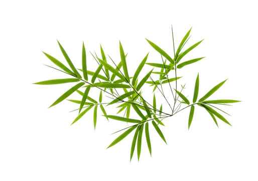 Fresh green bamboo leaves isolated PNG on transparent background, tropical foliage for Asian design and decoration - Powered by Adobe